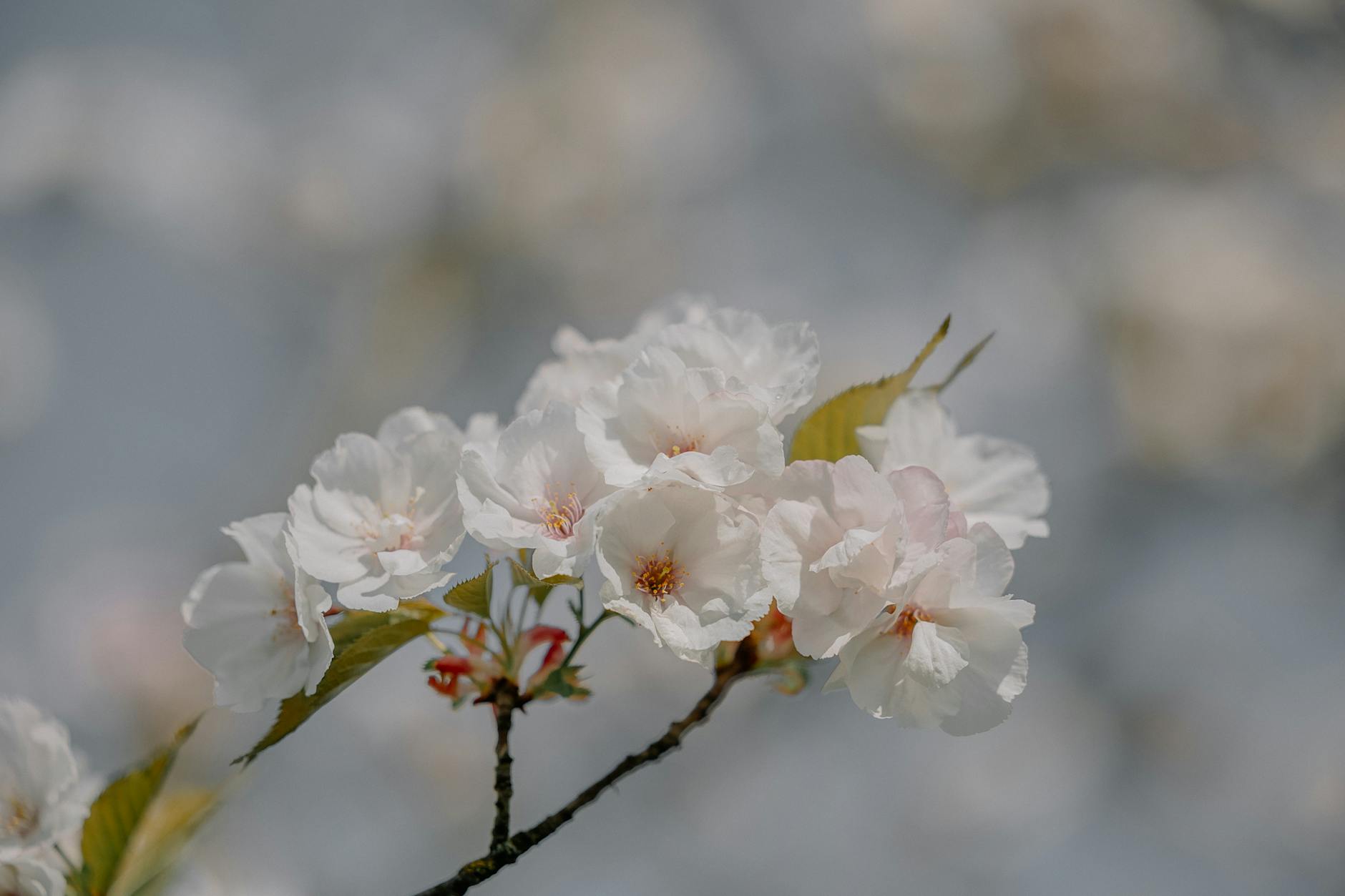 Kwitnące drzewa wiśni lub czereśni w parku w Kędzierzynie-Koźlu, z delikatnymi różowymi i białymi kwiatami na tle błękitnego nieba.
